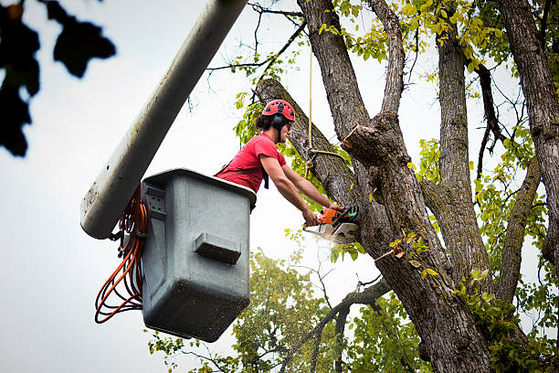 Best Palm Tree Trimming  in Oak Harbor, OH